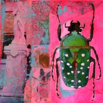 escarabajo sobre tierra rosa web